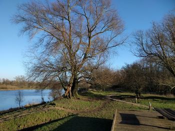 Bare trees on grassy field