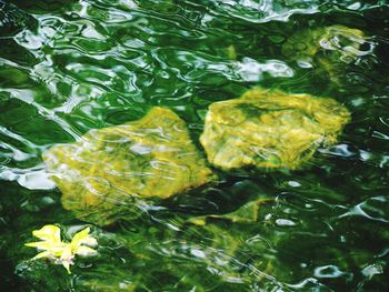 Full frame shot of yellow fish swimming in sea