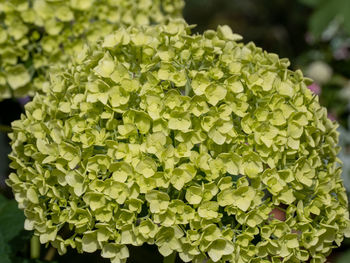 Close-up of green leaves