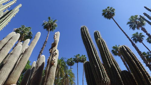 Low angle view of palm trees against blue sky