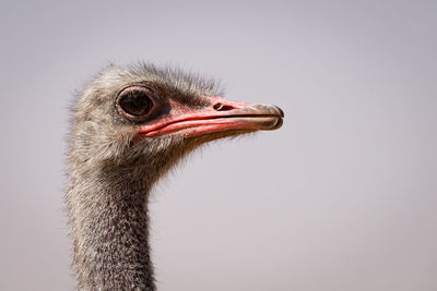 Ostrich portrait in profile