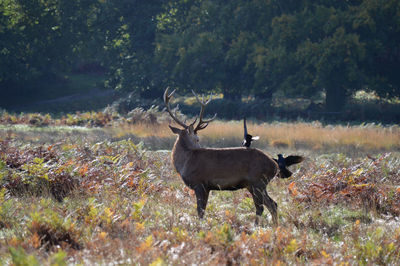 Deer in a forest