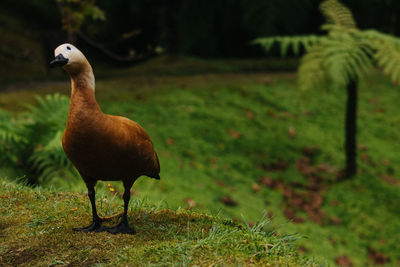 View of a bird on field