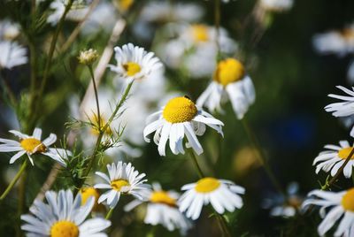 Close-up of white flowers