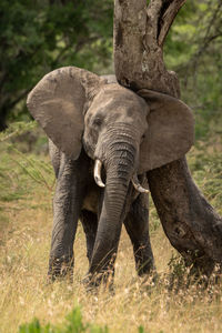 African elephant rubbing its head against tree