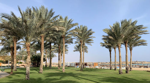 Palm trees against clear sky