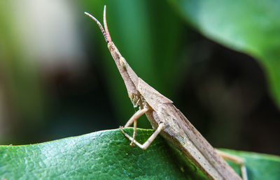 Close-up of insect on leaf