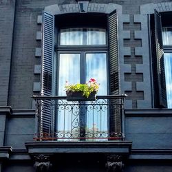 Low angle view of potted plants on window sill