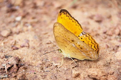 Butterfly on yellow leaf