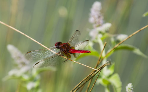 Close-up of dragonfly on plant