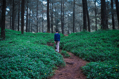 Rear view of young man walking at forest