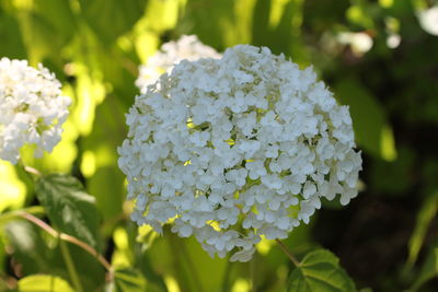 Close-up of white flowering plant