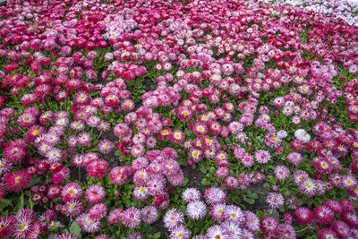 High angle view of pink flowering plants on field