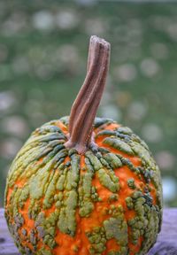 Close-up of pumpkin