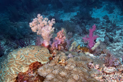 View of fish swimming in sea