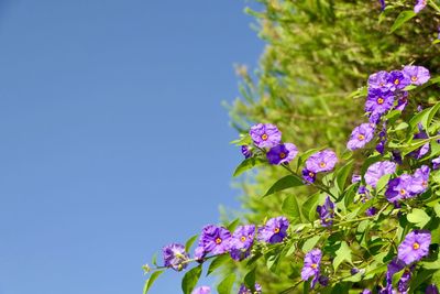 Low angle view of purple flowering plant against blue sky