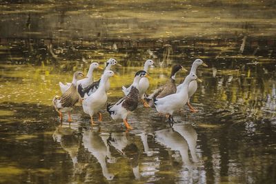 Birds in lake