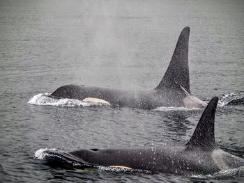 Close-up of whales swimming in sea