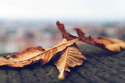 Close-up of dry maple leaves on wood