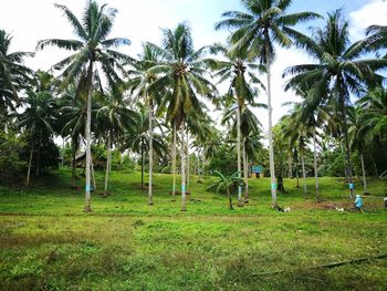 Palm trees on field against sky