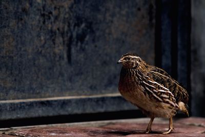 This quail photo was taken in october at sukodono sidoarjo indonesia