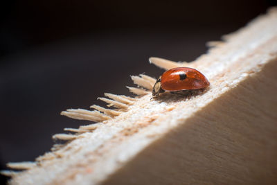 Close-up of ladybug on wood