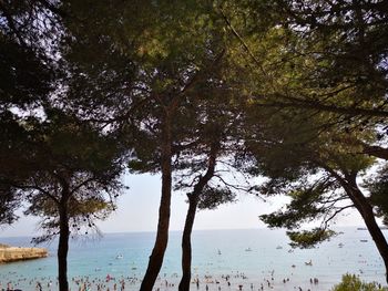 Trees by sea against sky