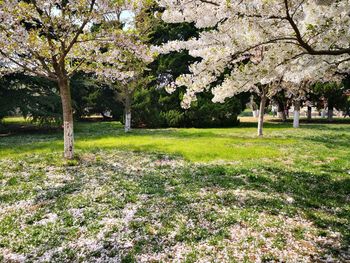 View of cherry blossom trees in park