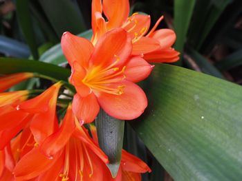 Close-up of orange day lily blooming outdoors