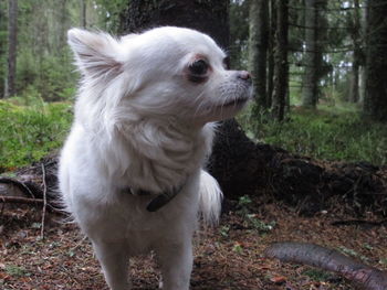 Portrait of a dog standing in field