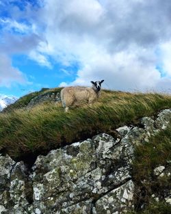 Sheep standing on rock by tree on field against sky