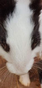 Close-up of a cat