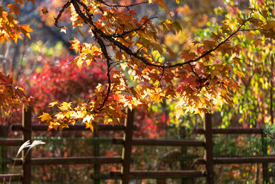 Low angle view of tree