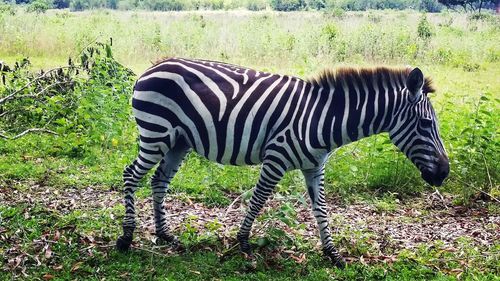 Zebra standing on field