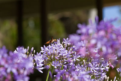 Allen's hummingbird feeding on african lilies