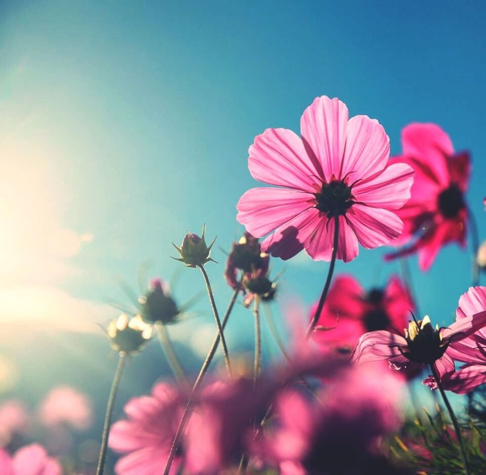 flower, freshness, fragility, petal, flower head, growth, beauty in nature, blooming, pink color, nature, focus on foreground, plant, close-up, stem, in bloom, pollen, field, sky, clear sky, outdoors