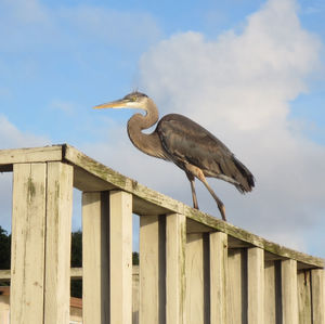 Side view of bird perching on wooden fence