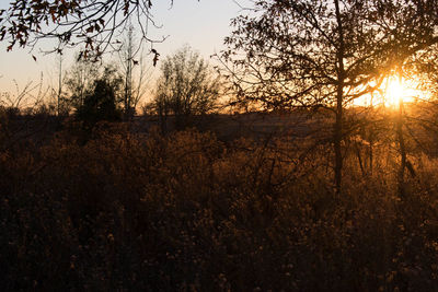 Silhouette trees on landscape against sky at sunset