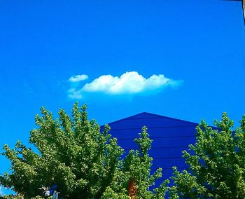 Low angle view of tree against blue sky