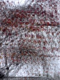 Full frame shot of tree