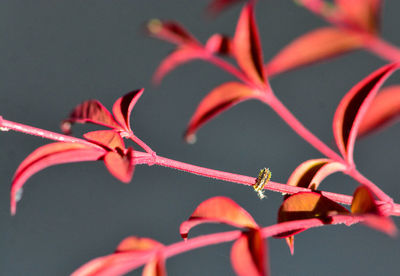 Close-up of red leaves on plant