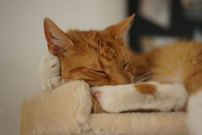 Close-up of cat sleeping at home