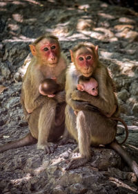 Monkeys with infants sitting on rock