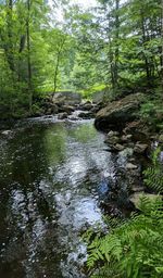 View of waterfall in forest