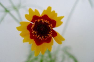 Macro shot of yellow flower