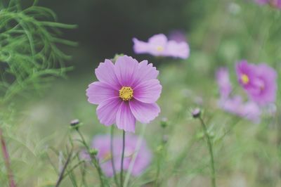 Close-up of pink cosmos flower