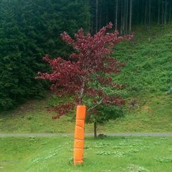View of trees on grass