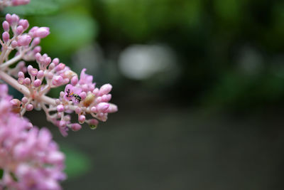 Close-up of flowers blooming outdoors