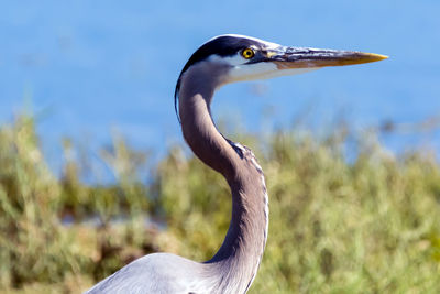 Close-up of bird against blurred background