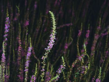 Close-up of purple flowering plants